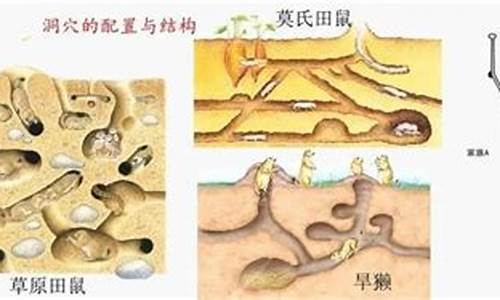 除了老鼠还有什么啮齿动物-除了鼠洞还有属什么生肖